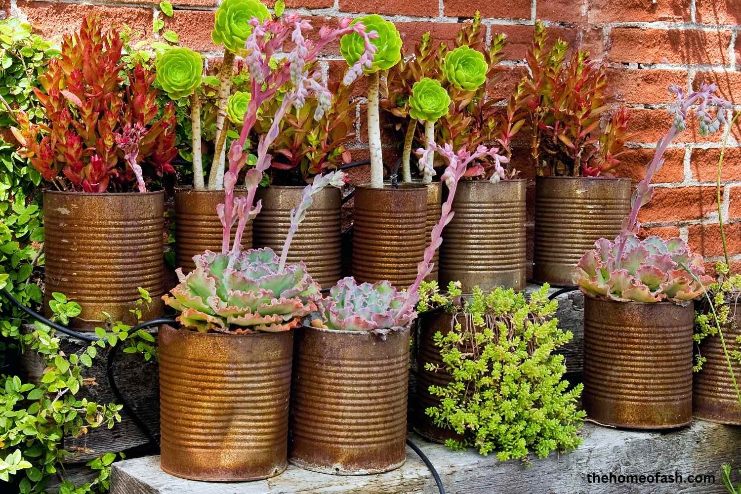 Container Garden Ideas