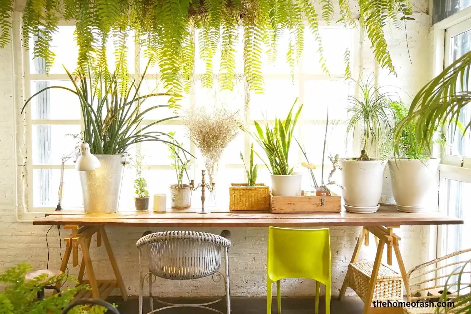 Indoor Plants Ideas