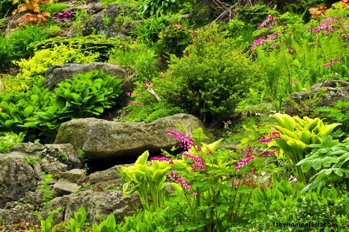 Rock Garden Plants