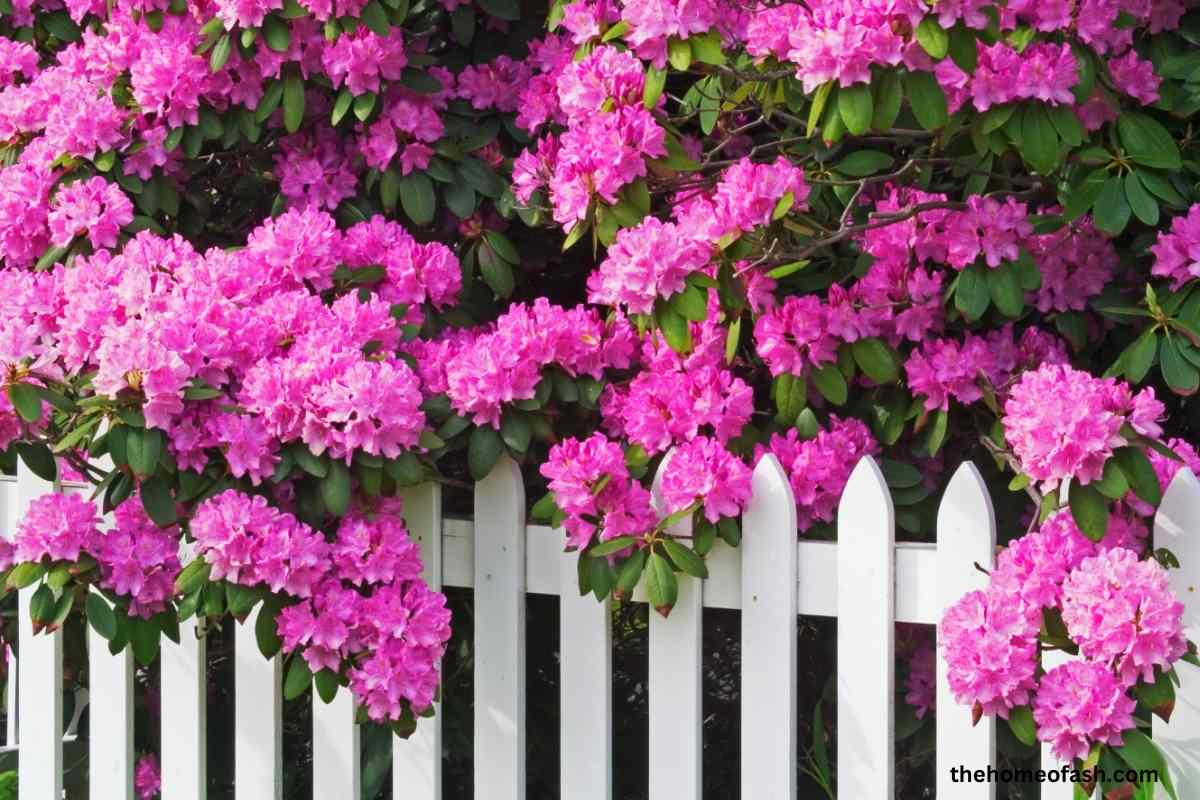 Garden Fence Ideas 1