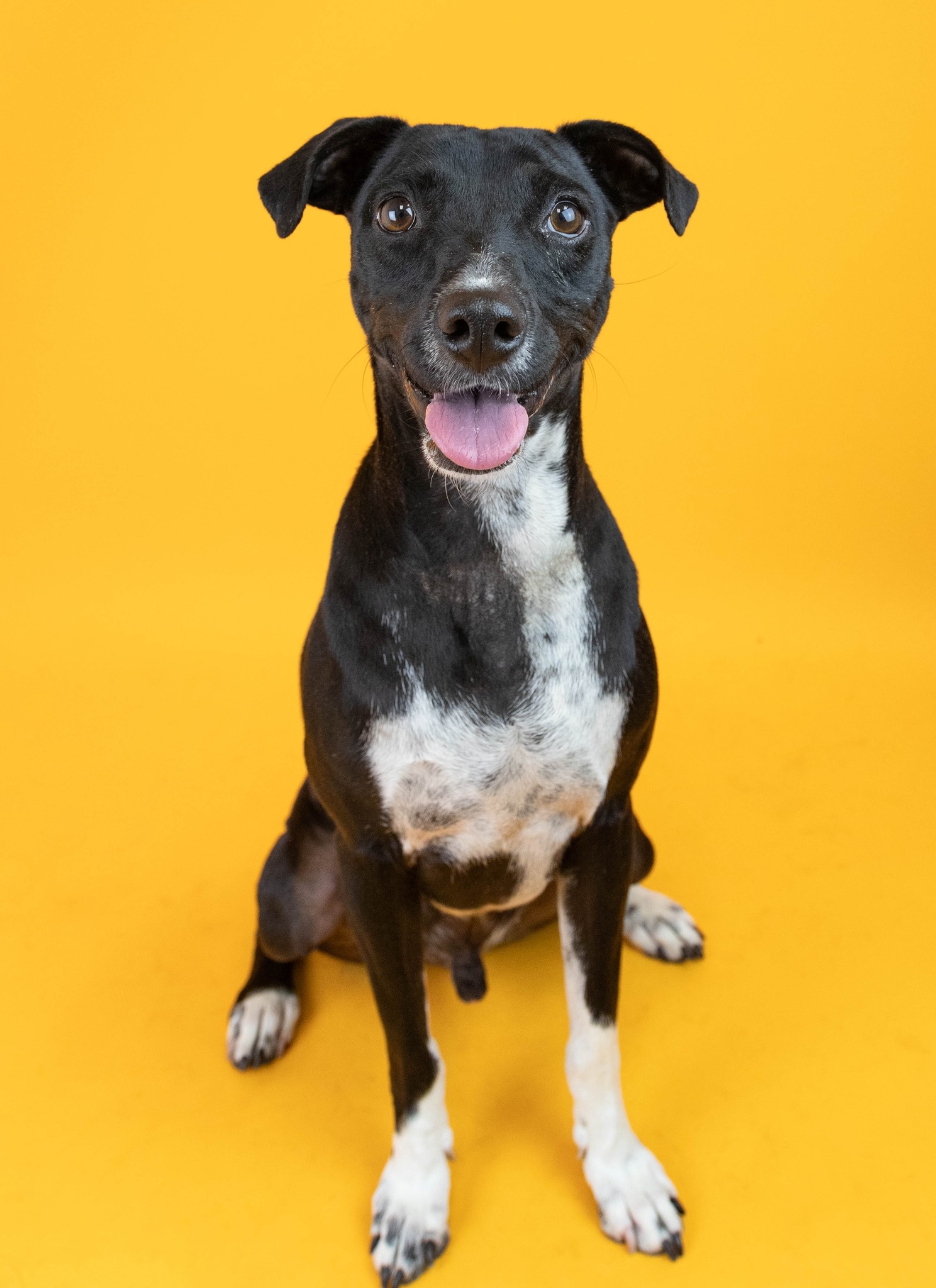 Black and white dog