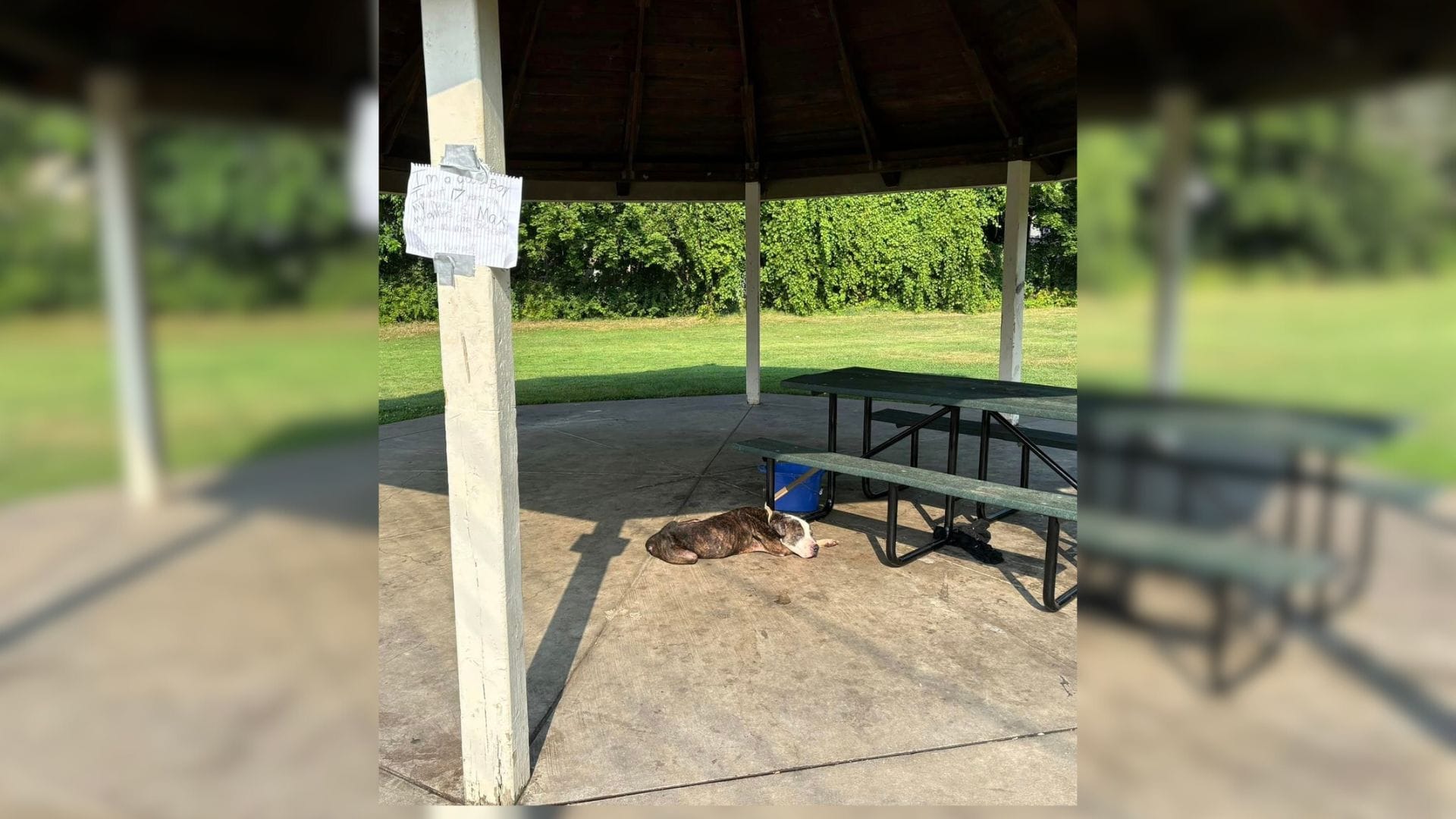 Heartbroken Senior Pup Left Tied To A Picnic Table With A Note Saying That Hes A ‘Good Boy