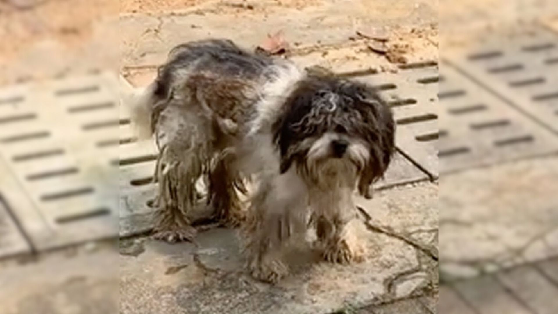 No One Wanted To Help The Desperate Dog Covered In Mud Until They Discovered His Sad Fate