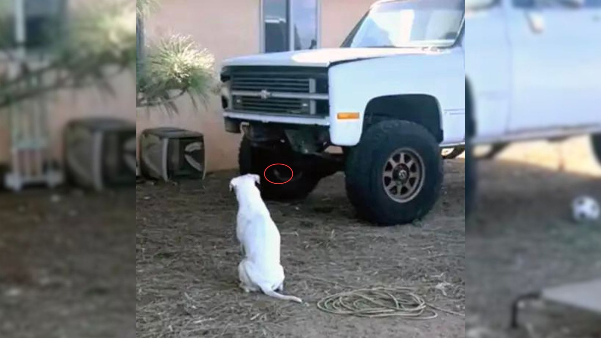 Owners Were Spooked When They Realized That Their Deaf Dog Wouldnt Stop Staring At A Broken Down Tru