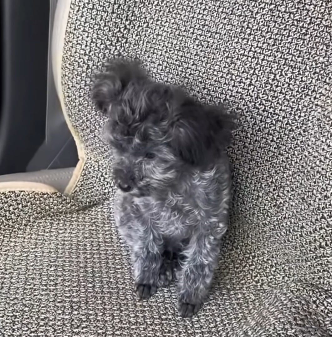 adorable gray puppy