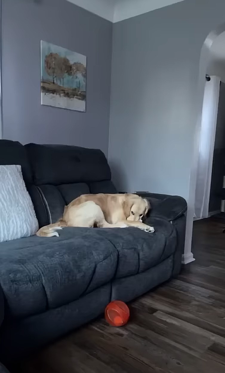 adult dog lying on a bed