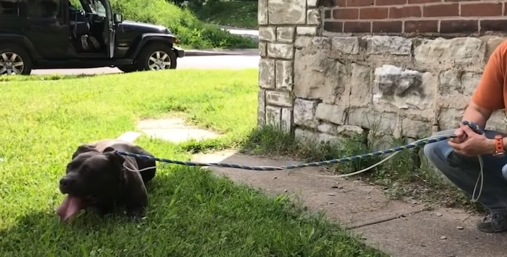 black and brown dog tied up