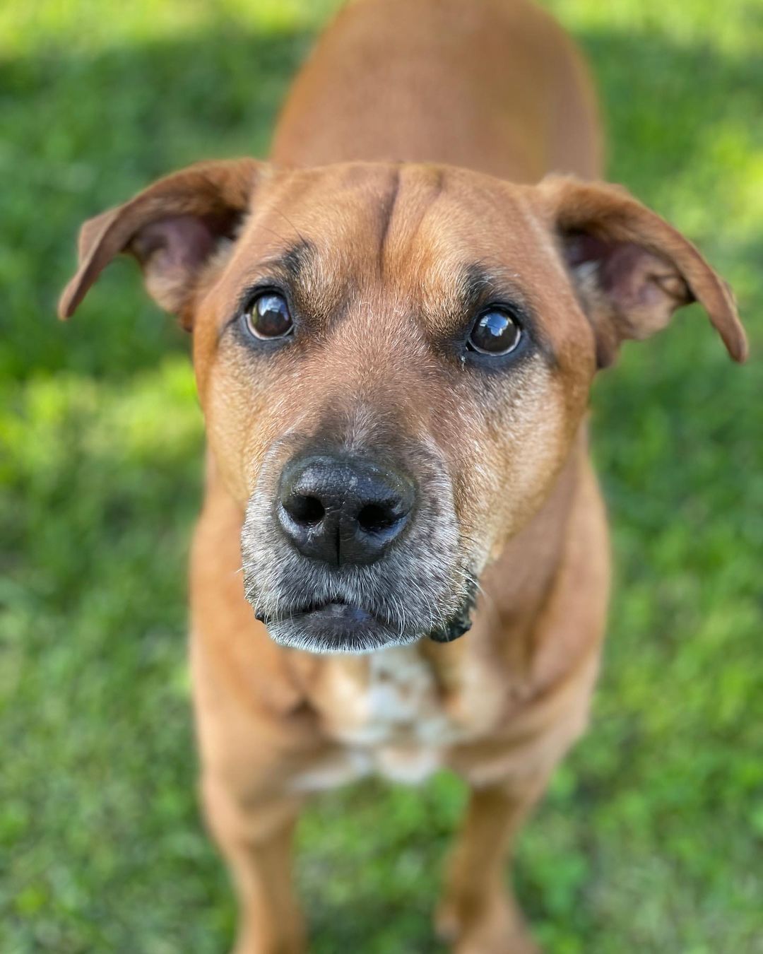 brown dog standing on a grass