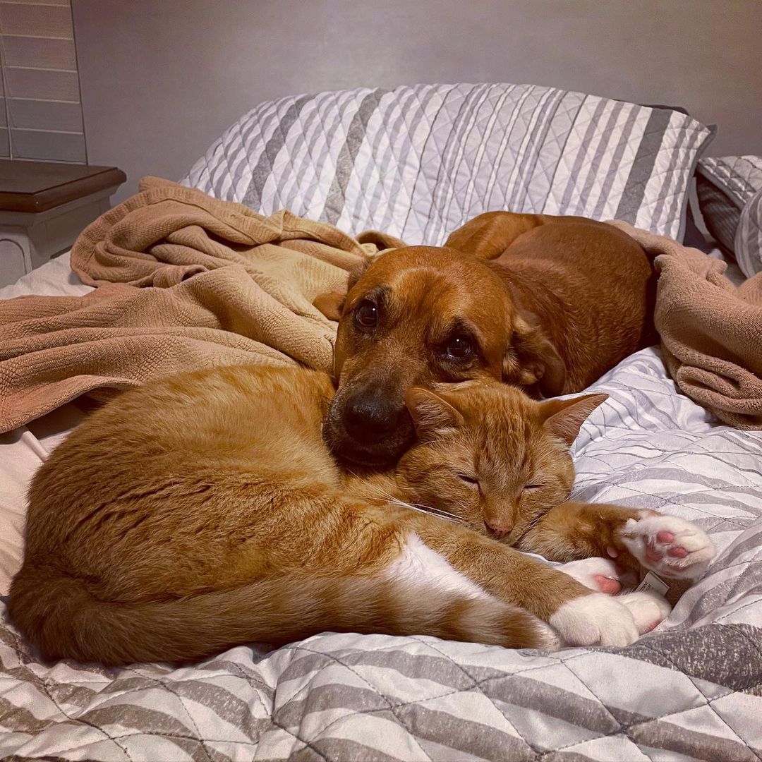 cat and dog laying together