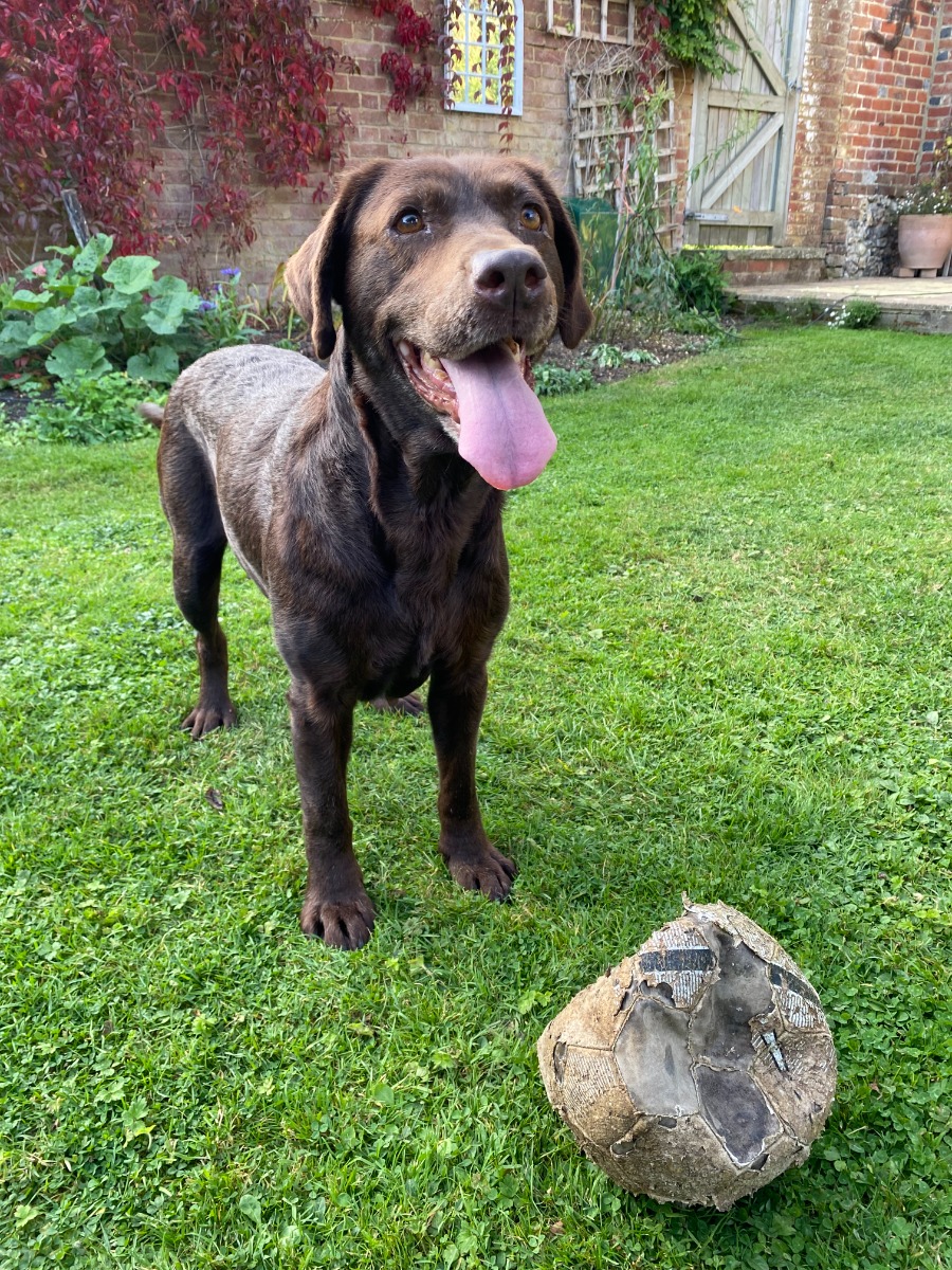 dog and ball