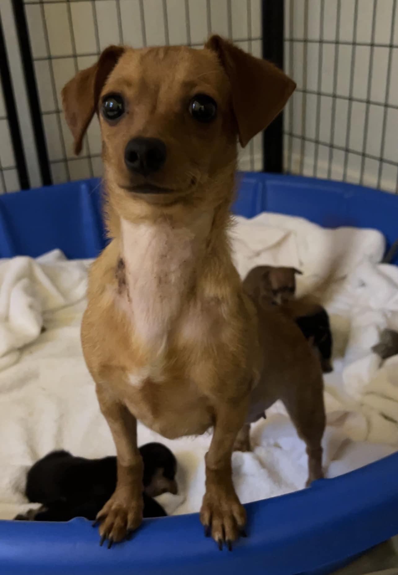 dog and puppies