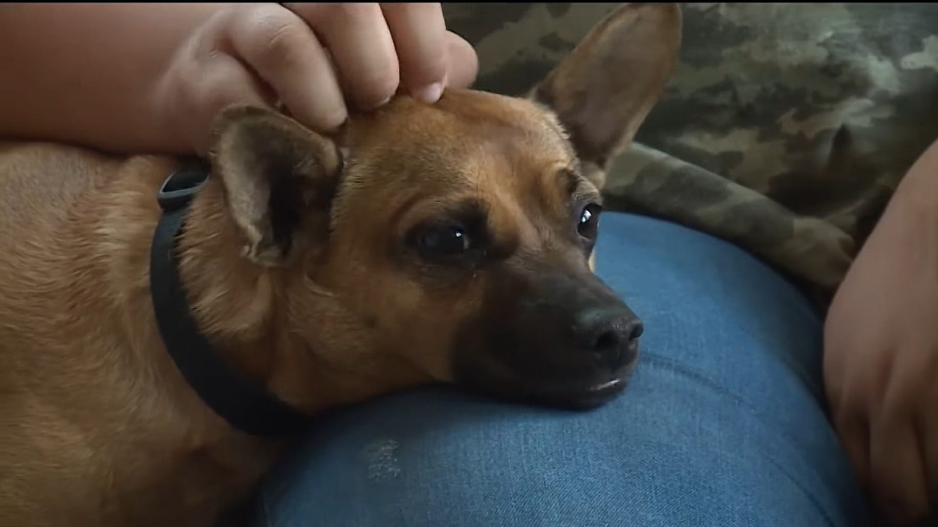 dog enjoying the cuddles