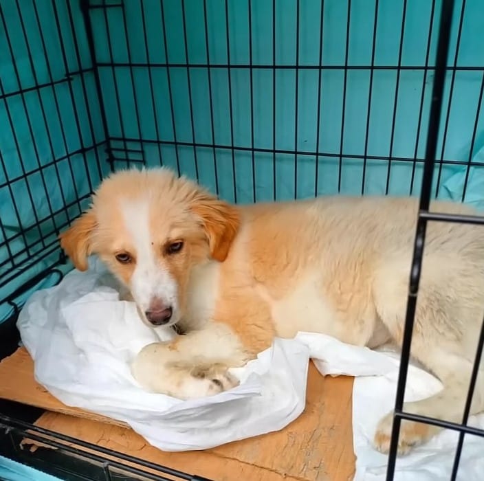 dog laying in crate