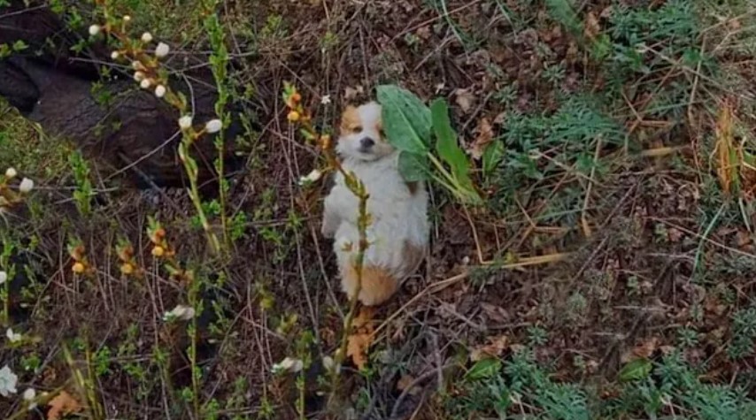 dog laying on the ground