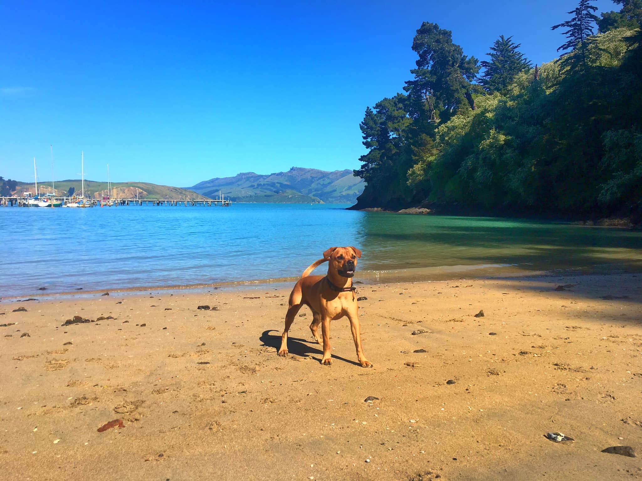 dog on a beach