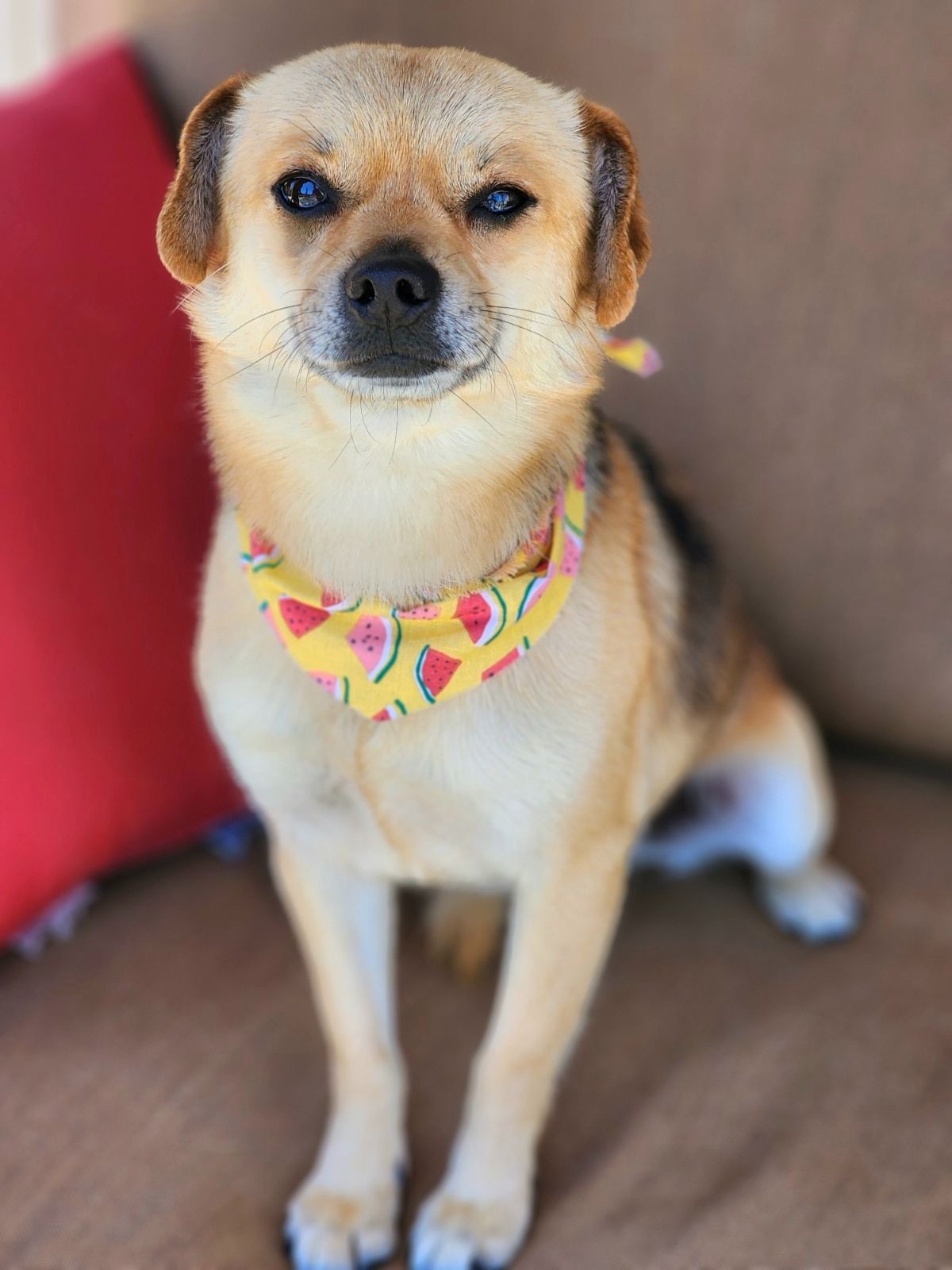 dog on sofa