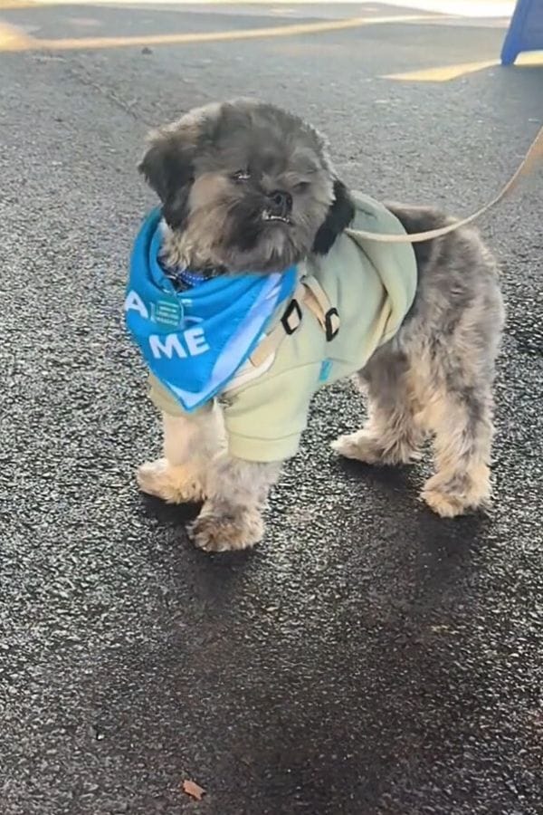 dog wearing a jacket