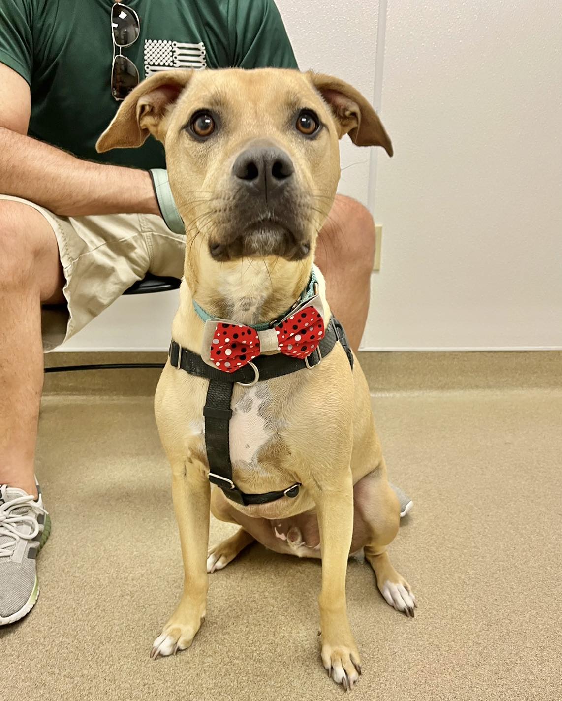 dog with a dotted red bow around its neck