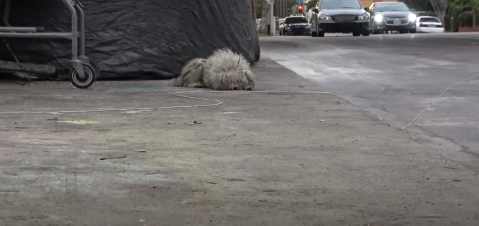 dog with big fur