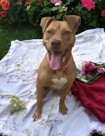 dog with flowers