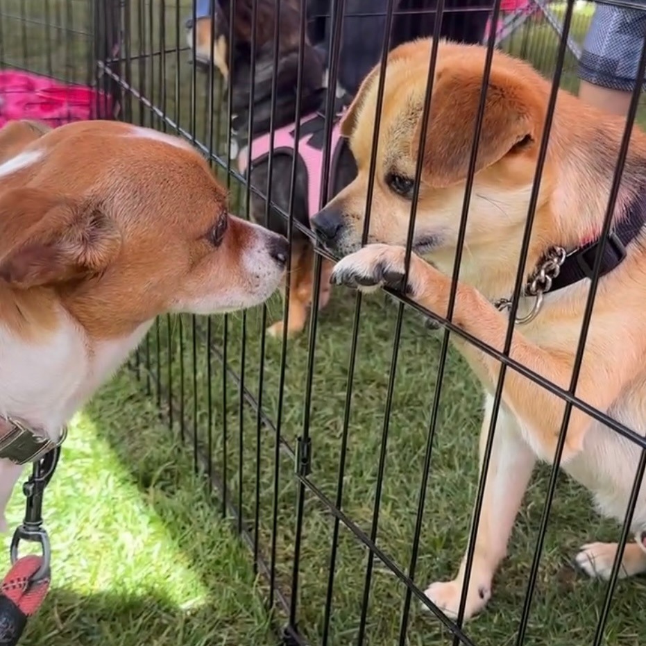 dogs in adoption center