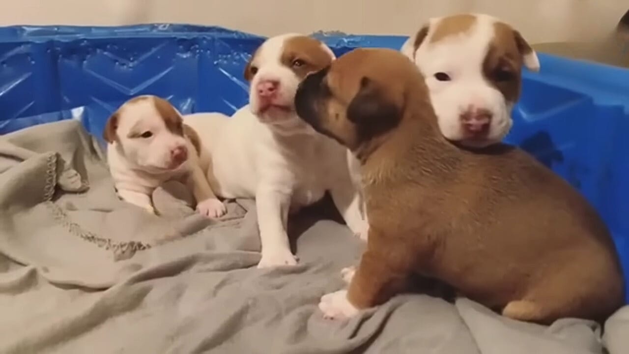 four puppies on blanket