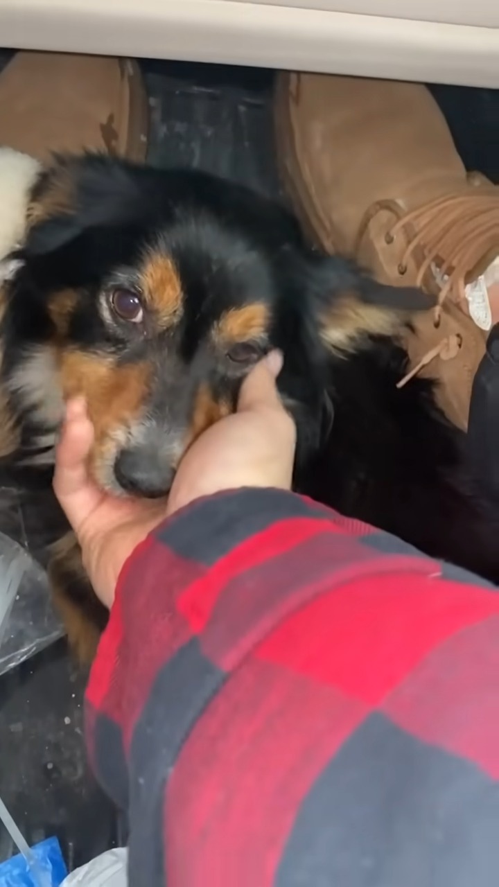 guy petting a black dog