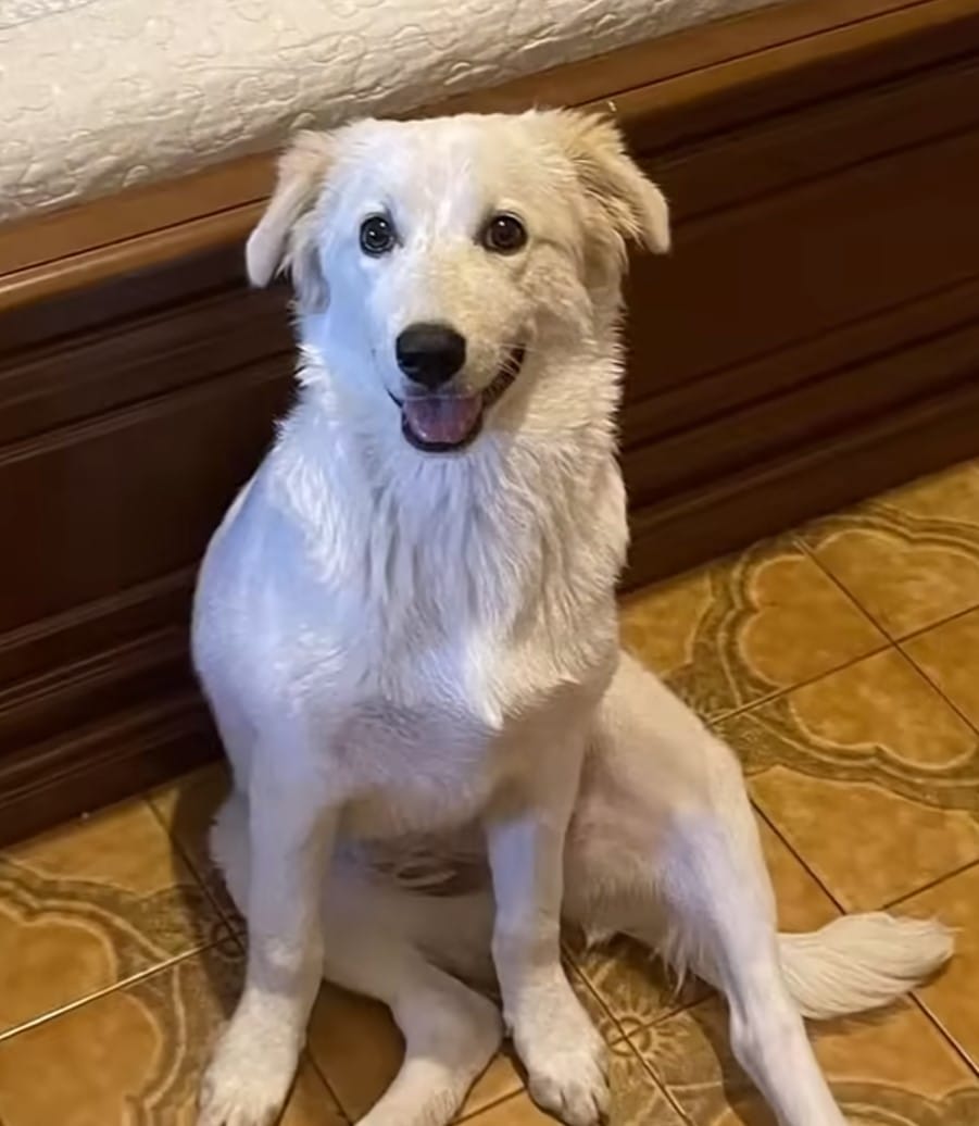 happy white dog