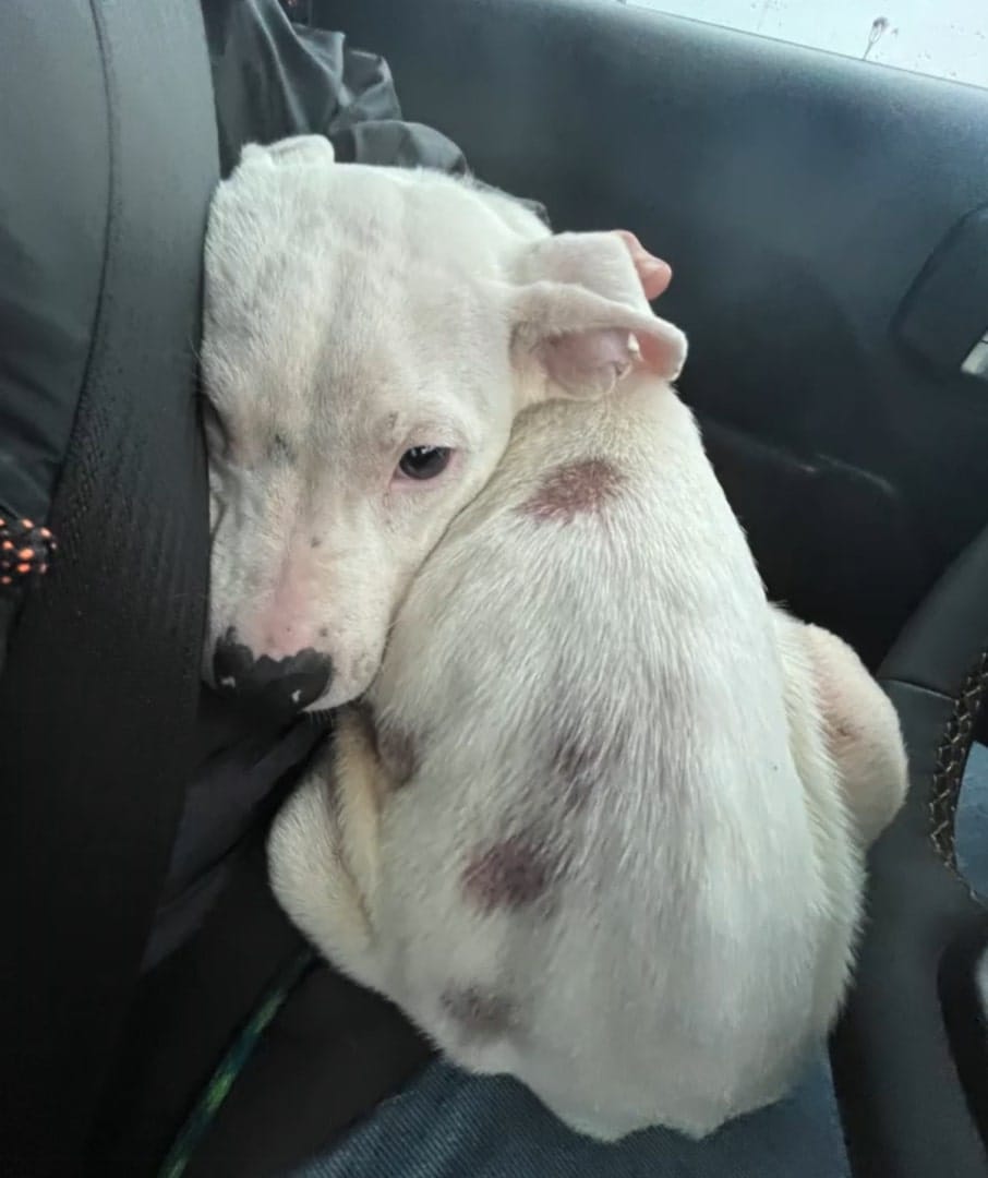 injured white puppy