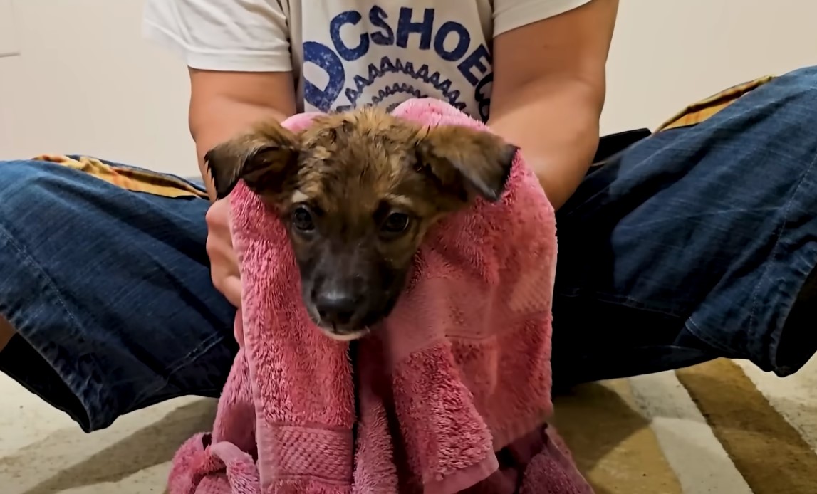 puppy getting cleaned