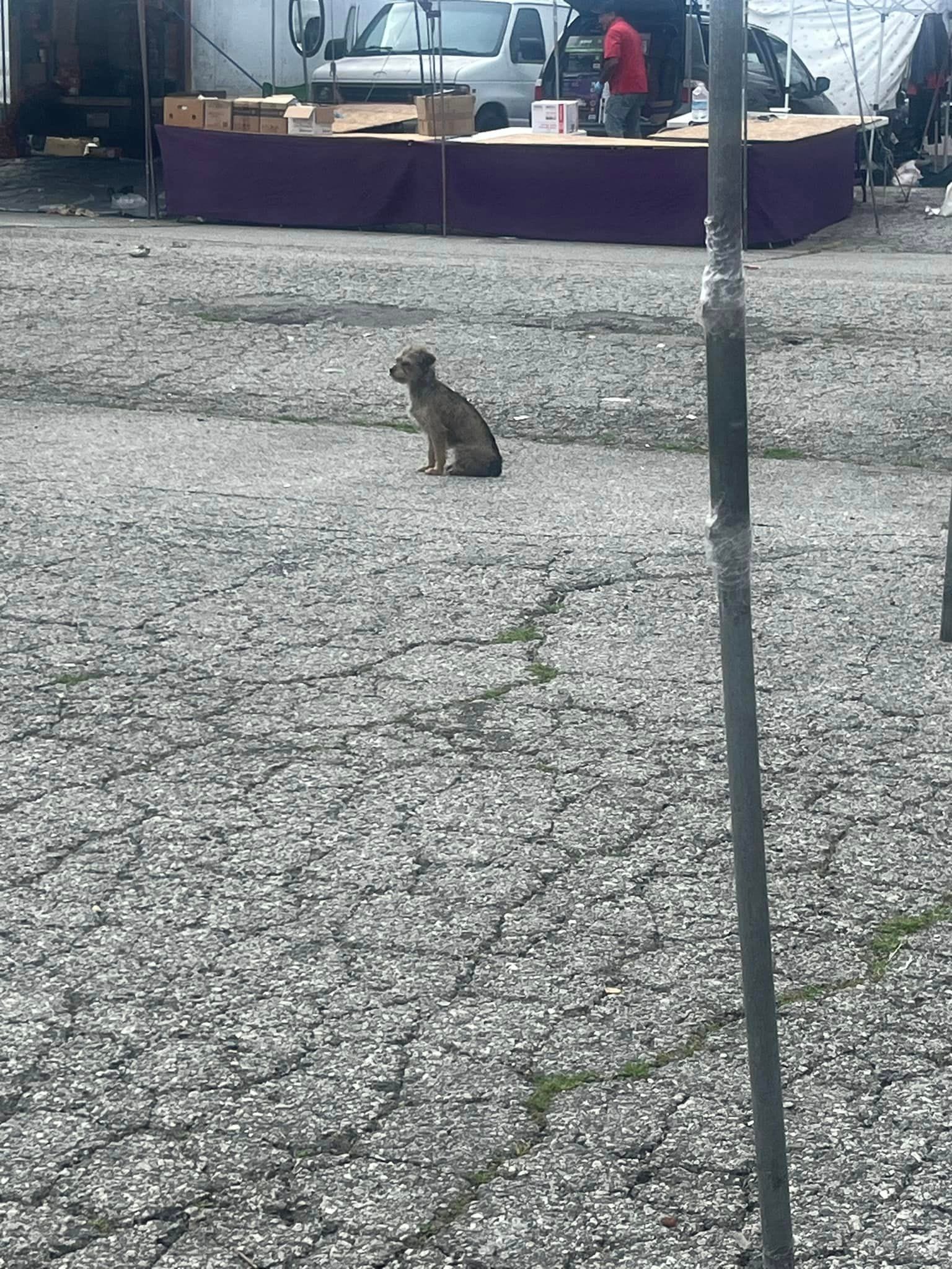 puppy sitting on the street