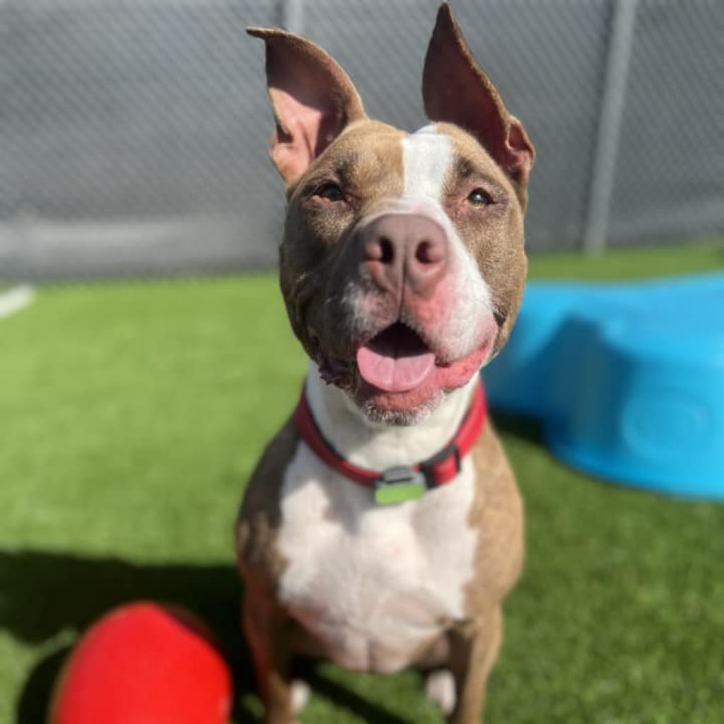 shelter dog outdoors