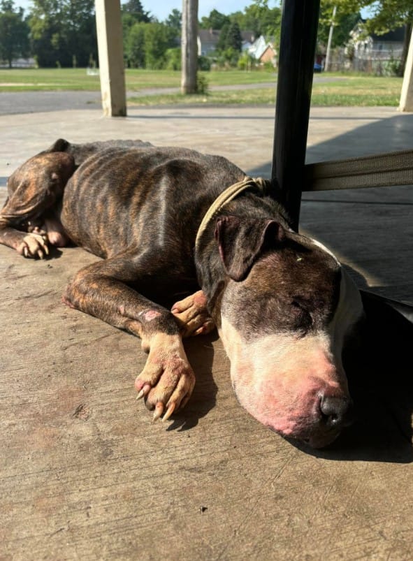 the dog tied to the table is lying on the pavement