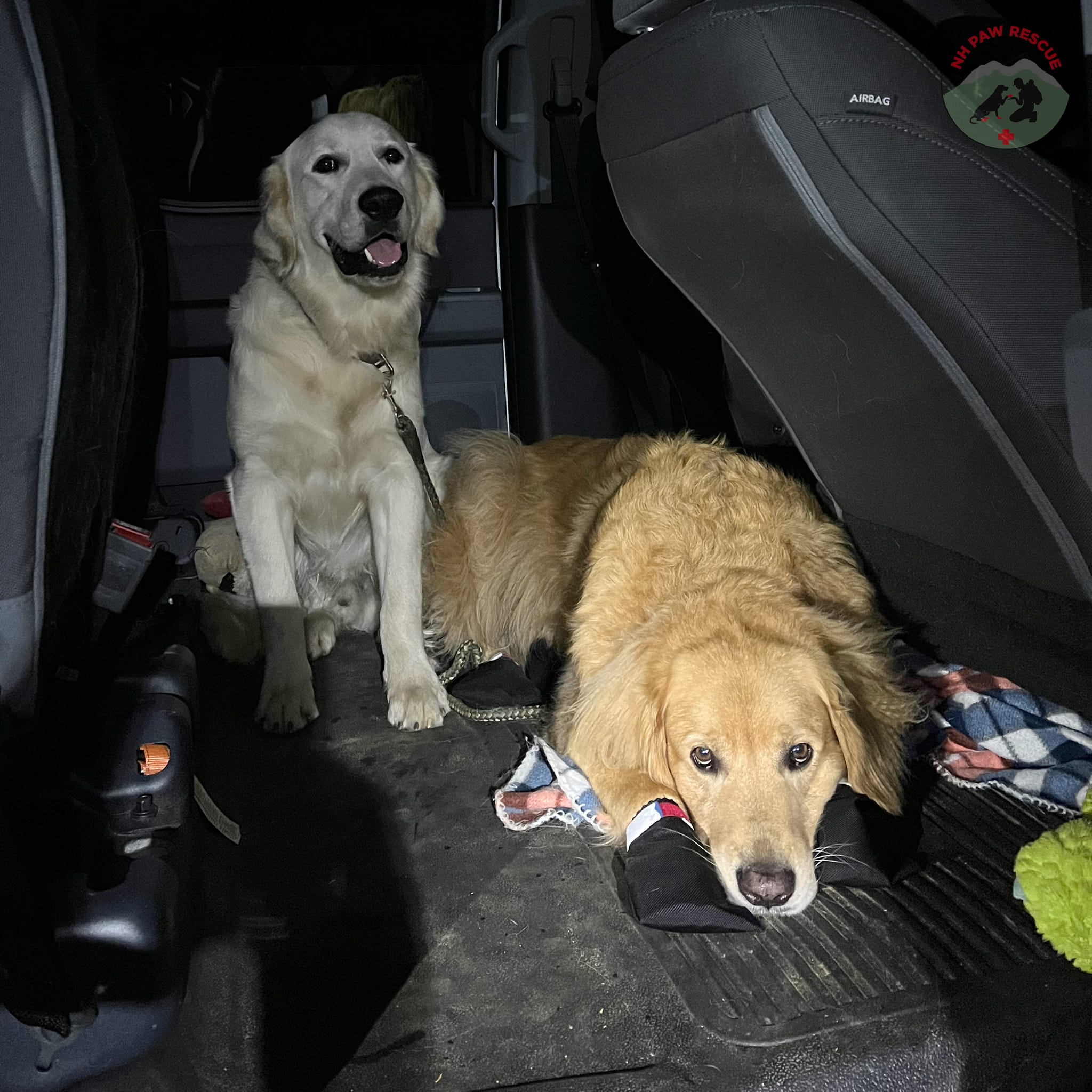 two dogs in a car