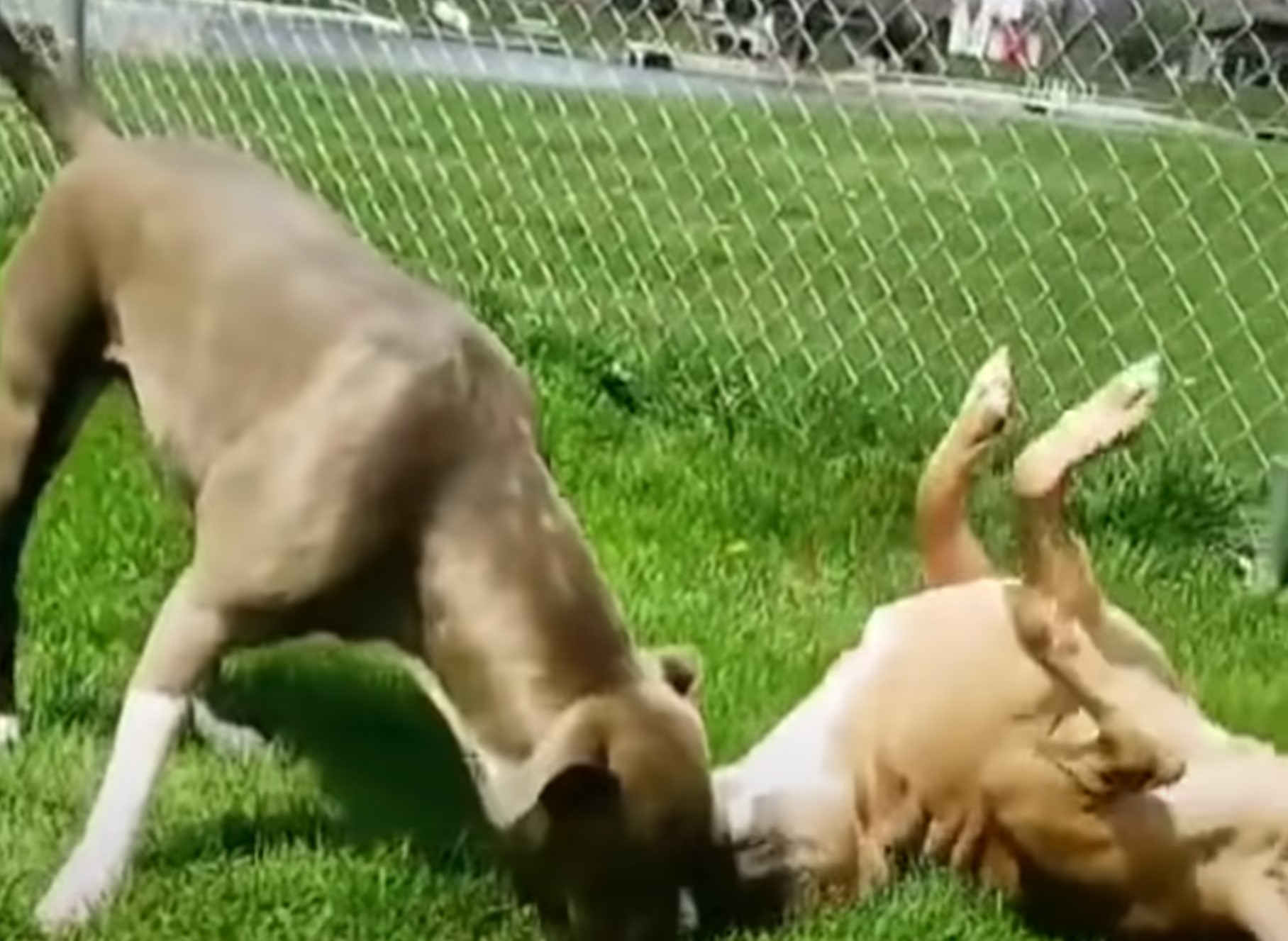 two dogs playing together