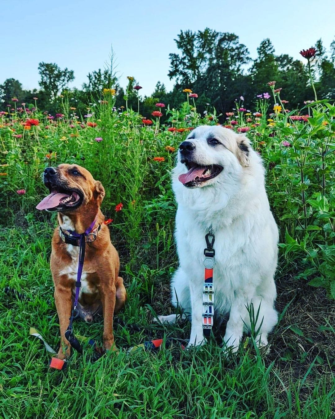 two dogs sitting on grass