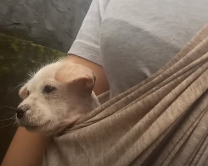 woman carrying a puppy