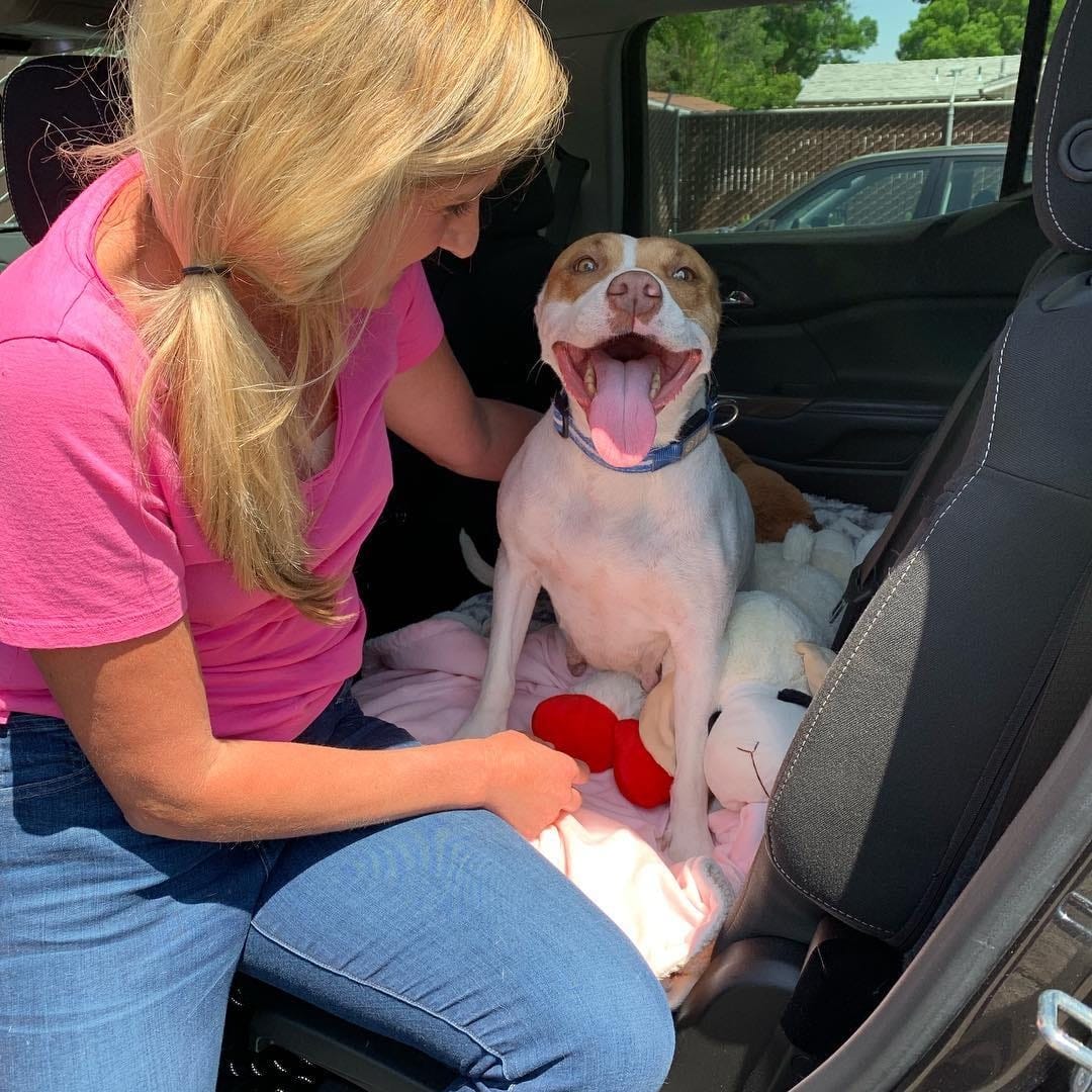 woman with dog in the car