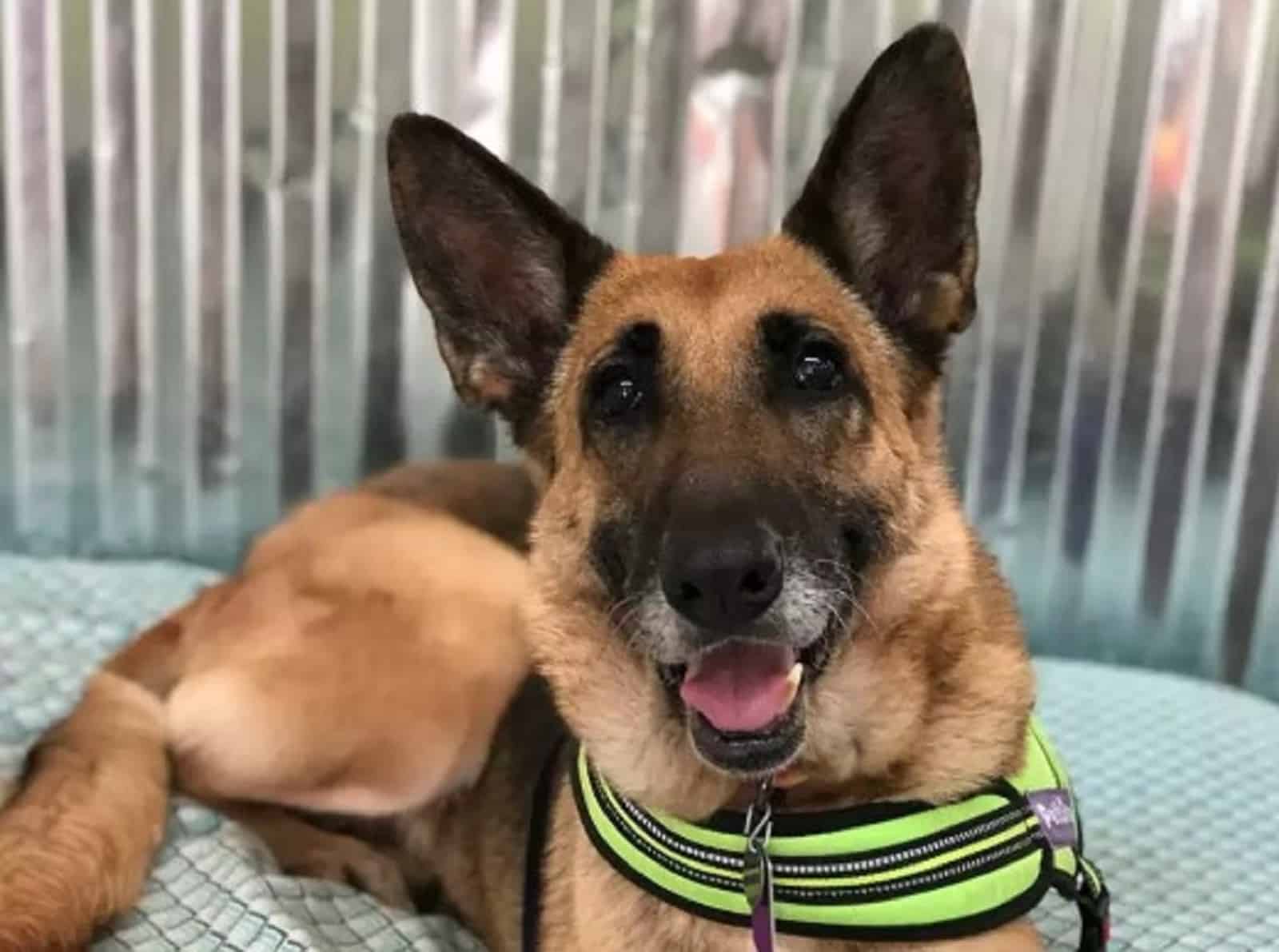 beautiful german shepherd dog lying on her bed