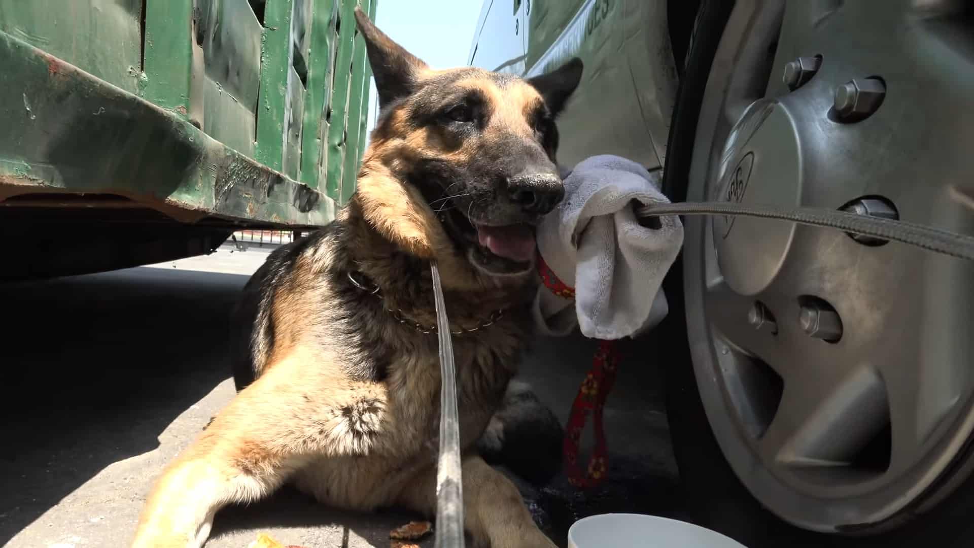 stray german shepherd dog begs for food