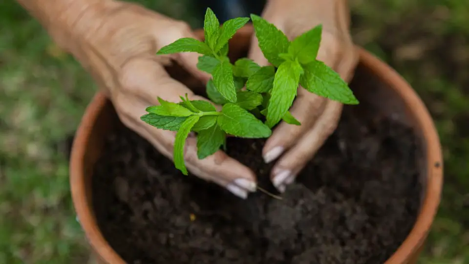 cropped hands of senior woman planting seedling in 2023 11 27 05 37 15 utc 960x540 1